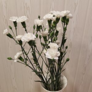 Skinti gvazdikėliai[balti]